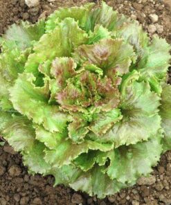 Semillas de Lechuga Sierra Peletizada