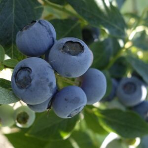 Planta de Arándano O´Neil Grande en bolsa