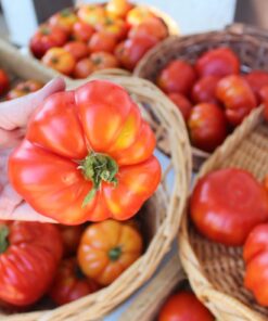 Tomate Antiguo N°3- Herencia: Limachino Antiguo Semilla Orgánica 15 un.