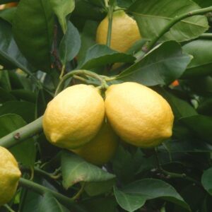 Limón Eureka injertado