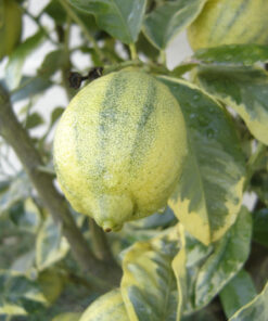 Limón Variegado