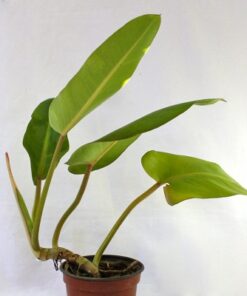 Philodendro Longifolio