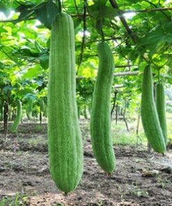 Planta de luffa individual en maceta