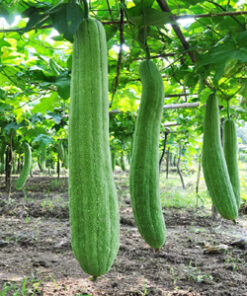 Semillas de Luffa orgánica (10 unidades)