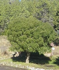 Árbol Maitén en bolsa