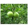 Manzano Granny Smith Injertado