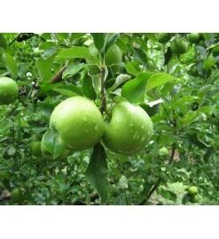 Manzano Granny Smith Injertado