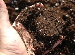Mezcla de germinación La Mano Verde 1 lt