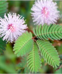 Planta de Mimosa Púdica