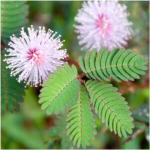 Planta de Mimosa Púdica