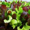 Mix de Semillas de Lechuga Orgánicas
