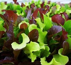 Mix de Semillas de Lechuga Orgánicas
