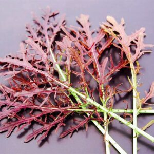 Semillas de Mizuna Roja (3 gr.)