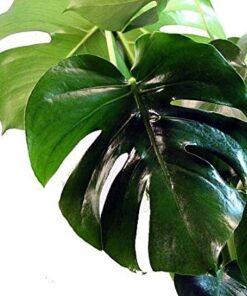 Philodendro Monstera