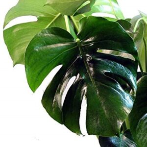 Philodendro Monstera