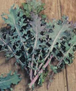 Semillas de Kale Moscow (tipo Red Russian)