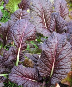 Semillas de Mostaza Roja (3 gr.)