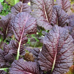 Semillas de Mostaza Roja (3 gr.)