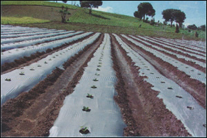 Mulch (acolchado) bicolor blanco - negro por metro