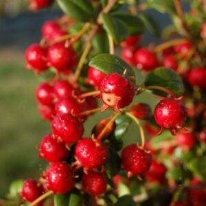 Arbusto Murtilla en bolsa
