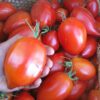 Tomate Antiguo N°31- Herencia: Myona Semilla Orgánica 5 un.
