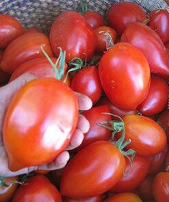 Tomate Antiguo N°31- Herencia: Myona Semilla Orgánica 5 un.
