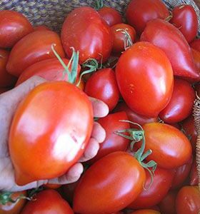 Tomate Antiguo N°31- Herencia: Myona Semilla Orgánica 5 un.