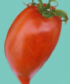 Tomate Antiguo N°31- Herencia: Myona Semilla Orgánica 5 un.