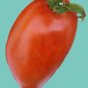 Tomate Antiguo N°31- Herencia: Myona Semilla Orgánica 5 un.