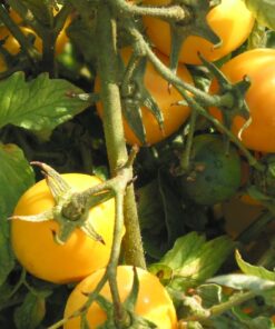 Tomate Antiguo N°39 - Herencia: New Moon Semilla Orgánica 10 un.