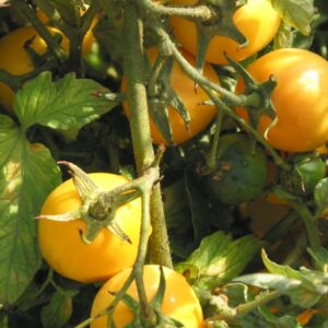 Tomate Antiguo N°39 - Herencia: New Moon Semilla Orgánica 10 un.