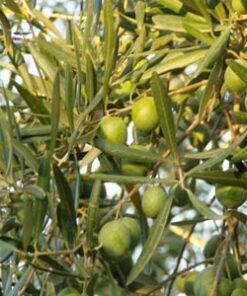Olivo Coratina