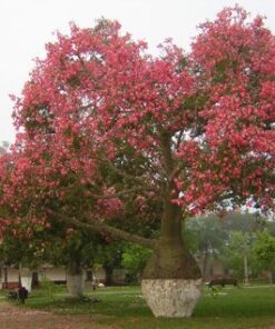 Árbol Palo Borracho de 2.5 a 3.5 mt