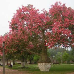 Árbol Palo Borracho de 2.5 a 3.5 mt