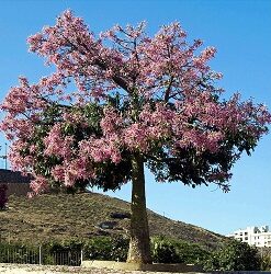 Árbol Palo Borracho de 2.5 a 3.5 mt