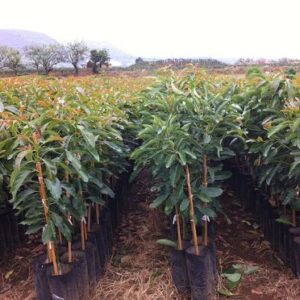 Palto Edranol Injertado