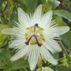 Passiflora Blanca