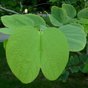 Árbol Pata de Vaca bolsa