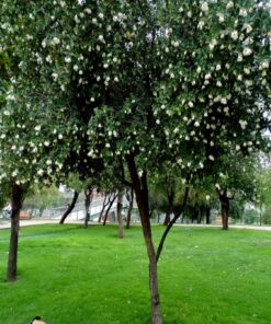Árbol Patagua en bolsa