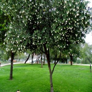 Árbol Patagua en bolsa
