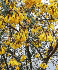 Árbol Pelu o Pilo en bolsa