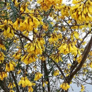 Árbol Pelu o Pilo en bolsa