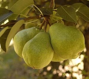 Peral Packham´s Injertado