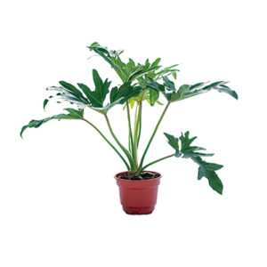 Philodendro Paraguayo Pequeño - Mediano