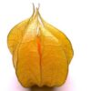 Planta de Physalis o golden berry
