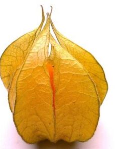 Planta de Physalis o golden berry