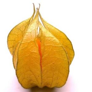 Planta de Physalis o golden berry