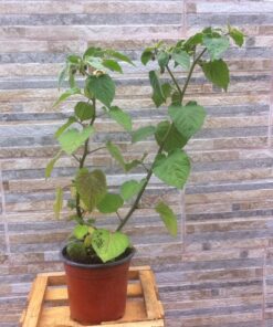 Planta de Physalis o golden berry