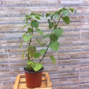 Planta de Physalis o golden berry