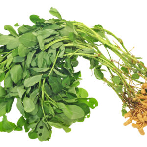 Semillas de maní 20 gr.